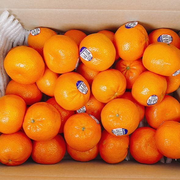 [오커최고] 수입 만다린 1kg 2kg