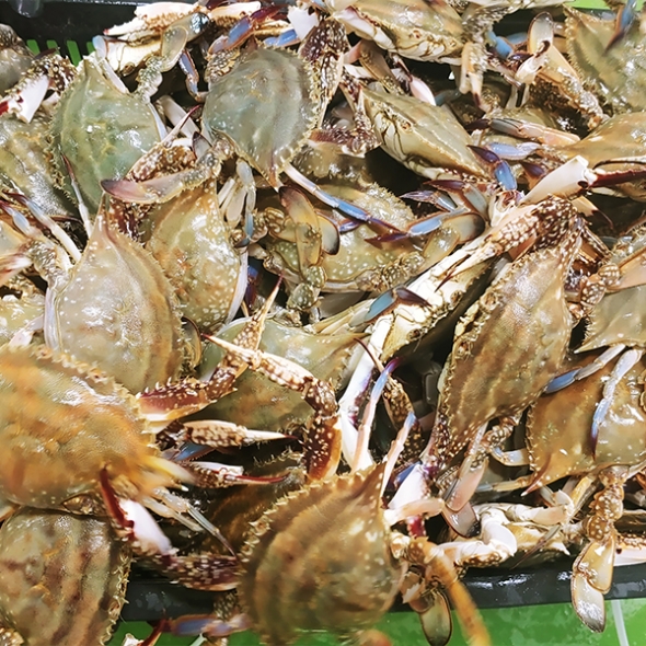연평도 급냉 하프절단 암꽃게(푸)