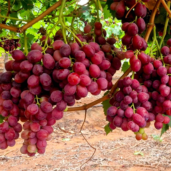 (제)체리크러쉬 &  파이어크런치