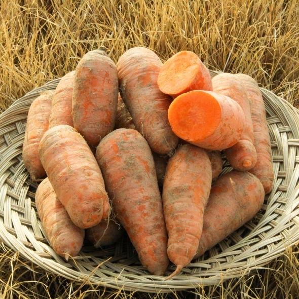 국내산 흙당근 3kg