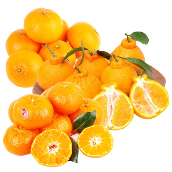 [제주향기] 탐나는 제주만감 3종묶음세트(한라봉3kg12과내+천혜향3kg15과내+레드향3kg15과내)