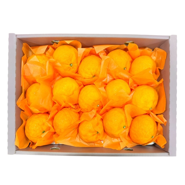 [형원농장] 가정의달 카라향 선물세트 (2-5kg 택일) / 카라향 정품 선물용 포장 2kg