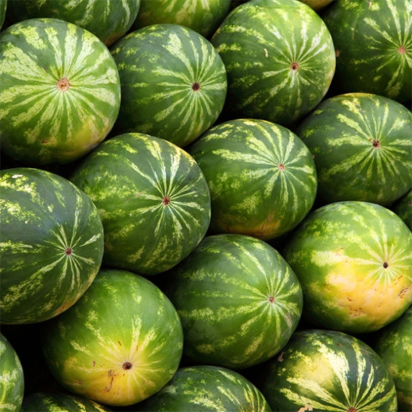 하우스 수박(푸)