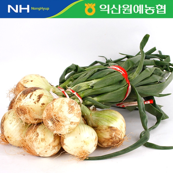 [농협] 26년수확 만생종 햇 잎양파 1단 (4kg내외/줄기포함중량)