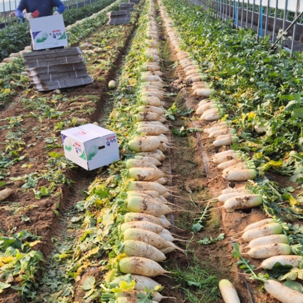 [김장철] [채소브팜] 햇 무 달큰한 무우 무시 못난이 무 미니무 정품무 5kg 10kg 비세척 흙무