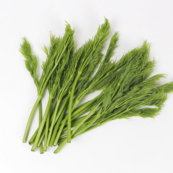 26년산 서산농부의 여름두릅 500g / 1kg / 2kg 당일수확 가시없는두릅 새순