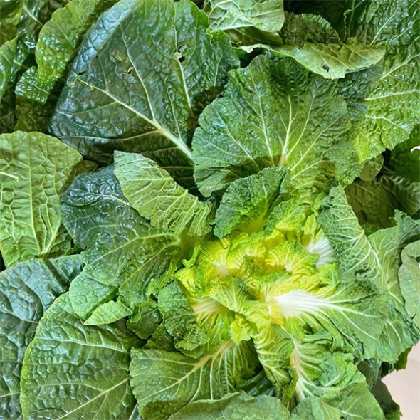 [오커최고] 봄바람 봄동 봄배추 1kg 2kg