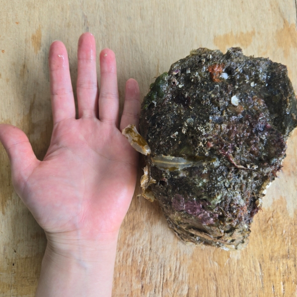 [水] 자연산 손질 바위굴 벚굴 2kg 3kg 