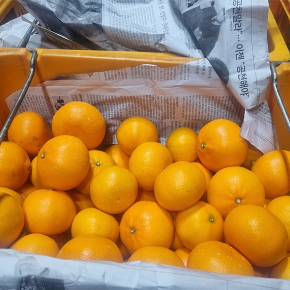 [오커마니] 제주 천혜향 천리가는 천혜향 2kg 3kg 5kg 일반용