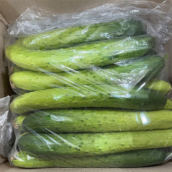 백다다기 오이(푸)