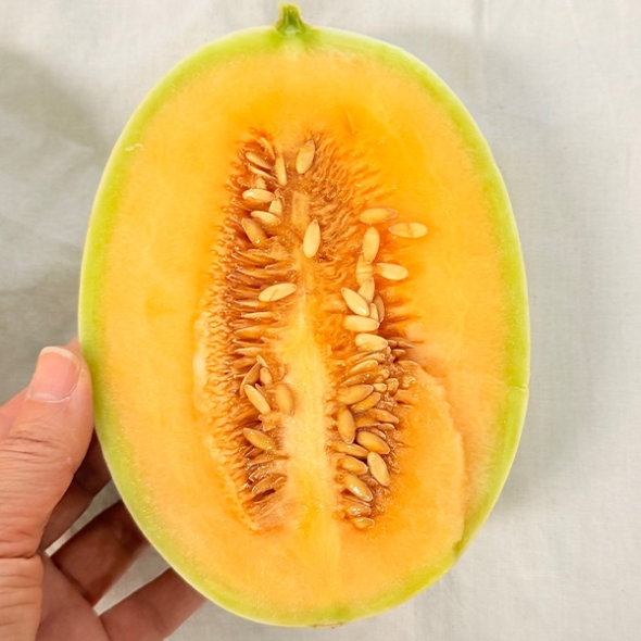 슈가캔디메론(최)