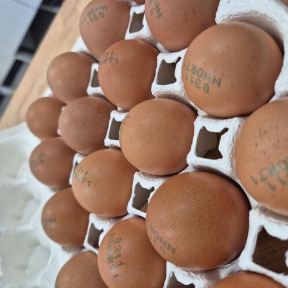 달걀 20구 (유정란 난각번호1번)