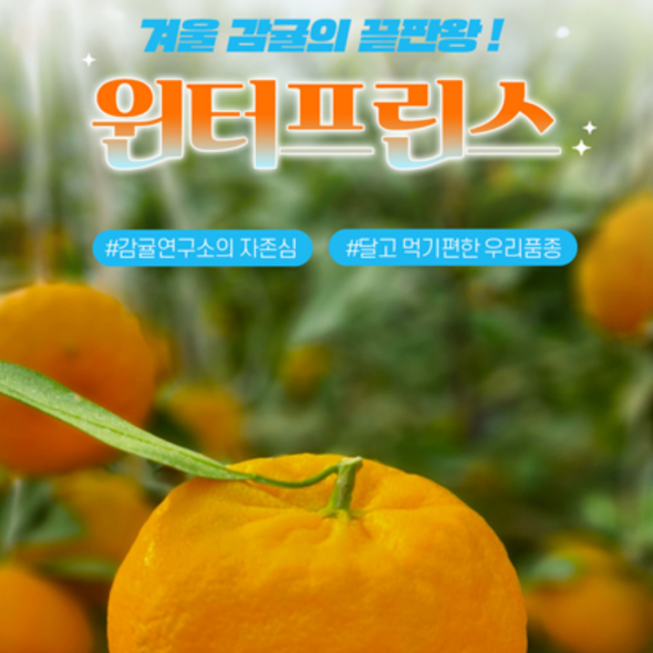  산지직송 윈터프린스 국내산 감귤 선물세트 2.5kg(8-11개입)