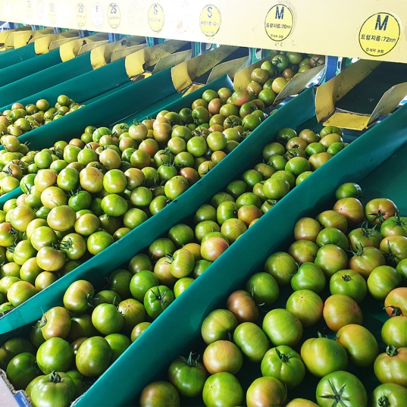 [명절전배송마감]진짜 부산 대저 짭짤이 토마토