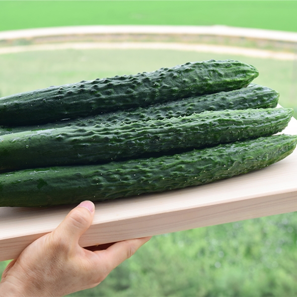 [오커최고] 가시오이 청량 아삭 오이 1kg 2kg