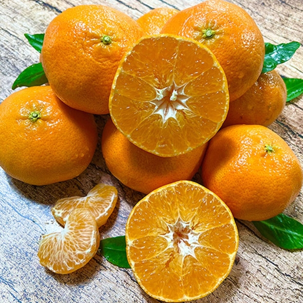 [특별할인] [흙이음] 레드향 가정용