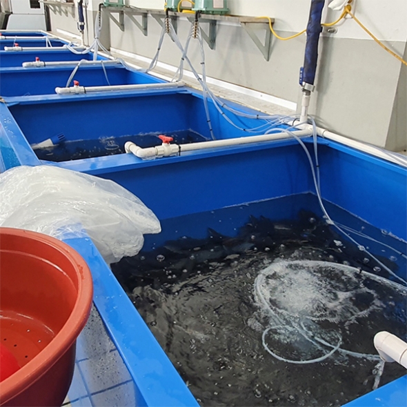 고창  자포니카 명품 풍천 민물장어(푸)