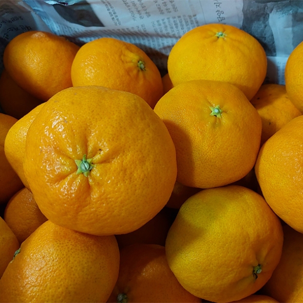 [선물세트] 천혜향 실속,고급 선물세트