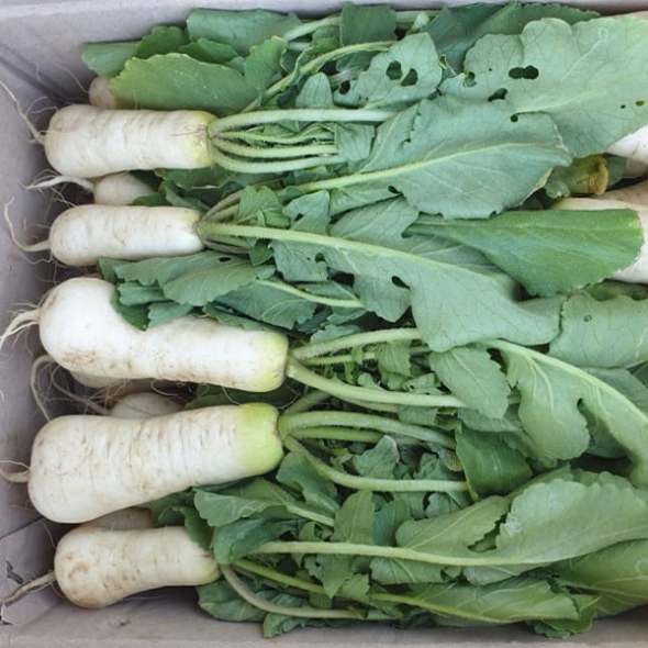 자연의 선물  강원도  알타리무(푸)