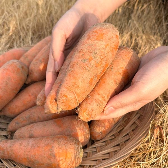 [신한카드 할인] 국내산 흙당근