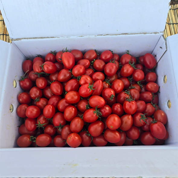 톡터지는 달콤한 대추 방울토마토