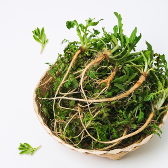  [농협] 한아름드린 제철미각 냉이 1kg/2kg