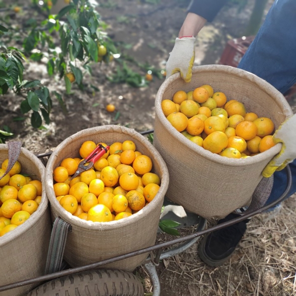 [만원의 행복]  새콤함으로  가득  찬  제주  노지 감귤 (3kg/5kg/10kg)