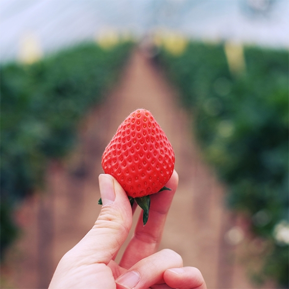  당도가 꽉찬 고당도 설향딸기(푸)