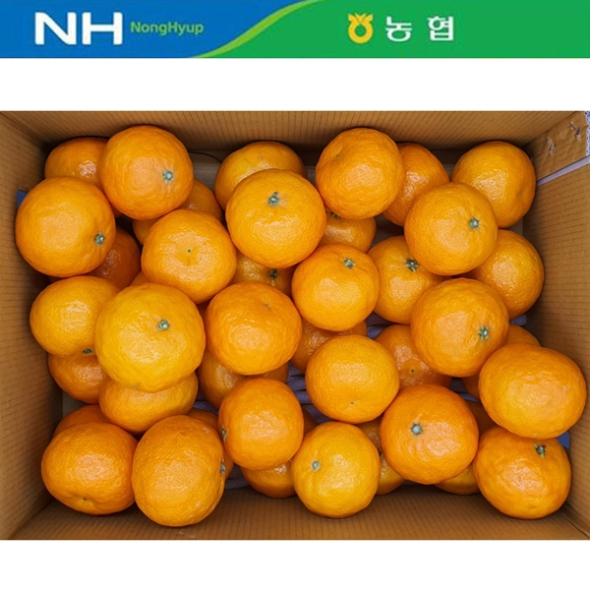 [제주감귤농협] 카라향 [1.8kg-4kg]