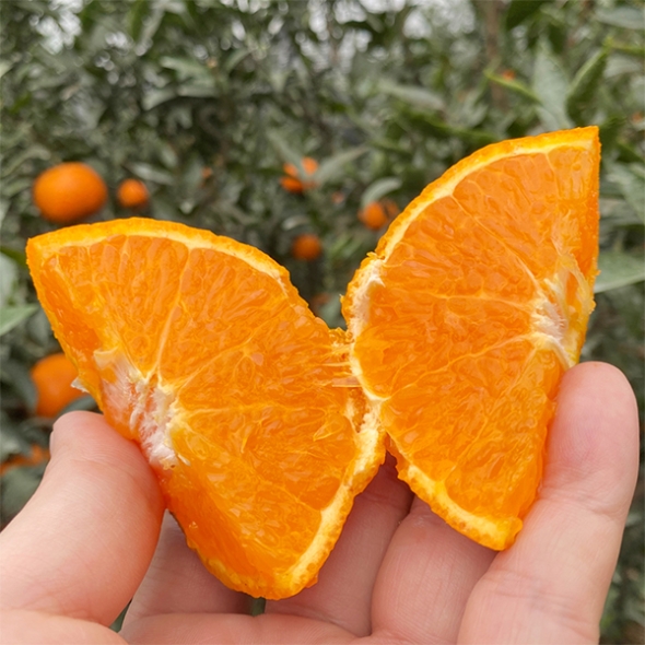 서귀포에서 재배한 고당도 카라향(푸)