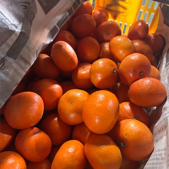 [주말특가] 짙은 단맛의 귀한귤  홍미향