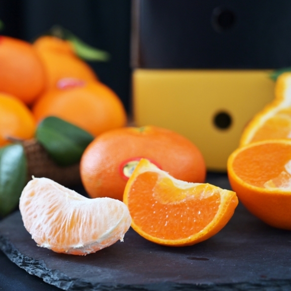 [오커브팜] 제주 한라봉 천혜향 레드향 만감 혼합 일반포장