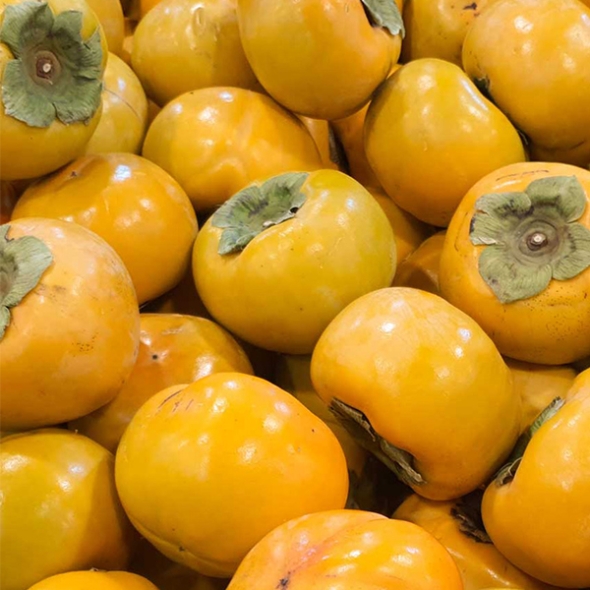 [만원의 행복] [단감최고] 단맛 진한 단감 2kg 3kg 5kg 제철  단감