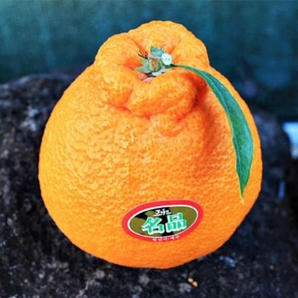 [선물용] 프리미엄 고당도 한라봉(푸)