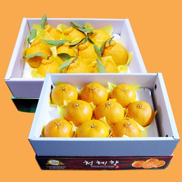 [농협] 한아름드린 한라봉/천혜향 묶음세트(한라봉3kg/10과내+천혜향3kg/10과내)