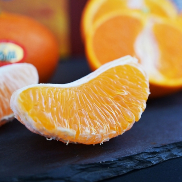 [오커브팜] 제주 한라봉 천혜향 레드향 만감 혼합 일반포장