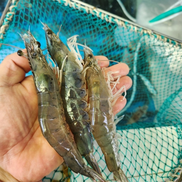 홍지수산 국내산 더 큰 활새우  횟감용 새우구이 캠핑요리 대하 흰다리새우