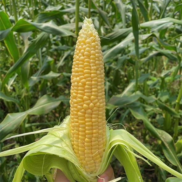 [주말특가] 냉동 강원도 초당옥수수(푸)