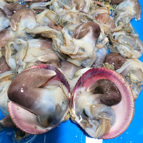 신선함을 그대로 여수 새조개(푸)