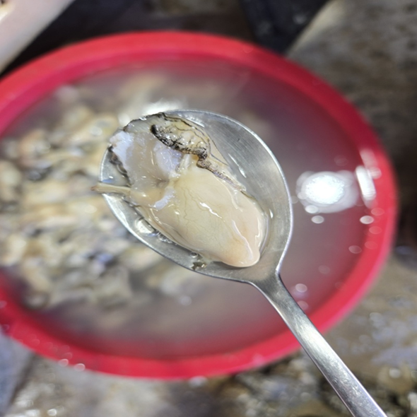 홍지수산 깐굴 알굴 500g  1kg 남해안 여수 고흥 석화  