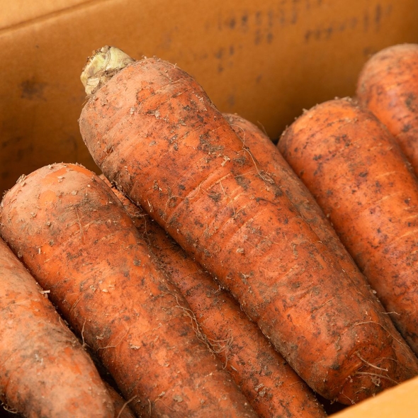 [심심상인] 산지직송 제주도 구좌 당근 2/3/5kg