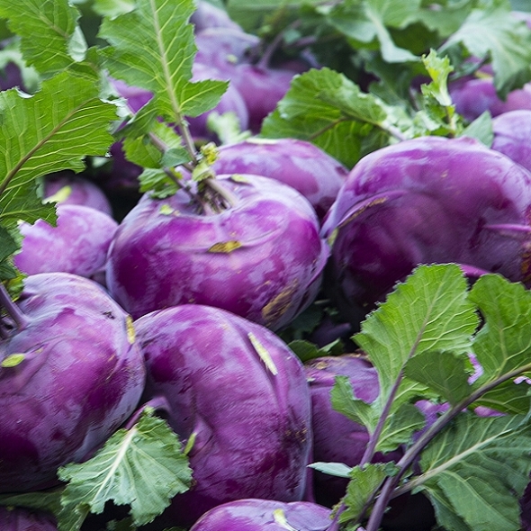 [보름데이] 국내산 콜라비 1kg 3kg 5kg 10kg 보라색 무 햇콜라비