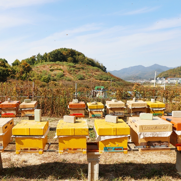 [국내산] 청년  농부가  만든  천연벌꿀  100% (야생회)  1kg /2.4kg