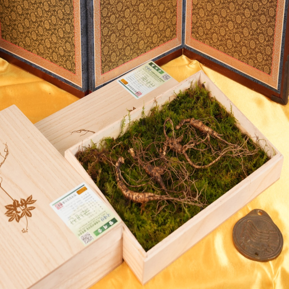 [강원산약초]강원도 횡성 태기산 산양삼(7-8년/8-10년/12-15년/20년 이상)