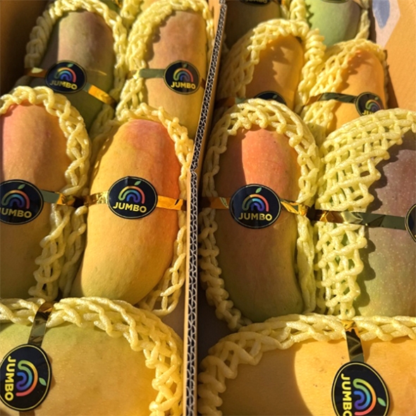 프리미엄 무지개망고(푸)