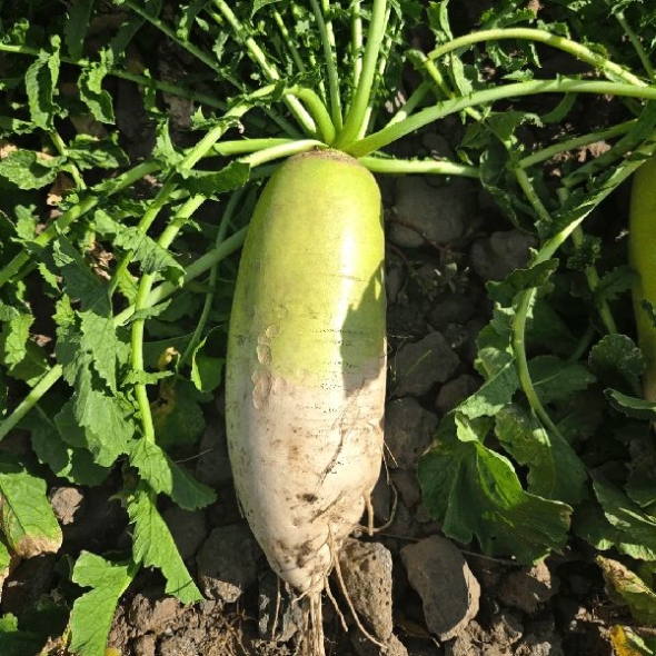 [제주] 제주 월동무 [3kg-10kg]