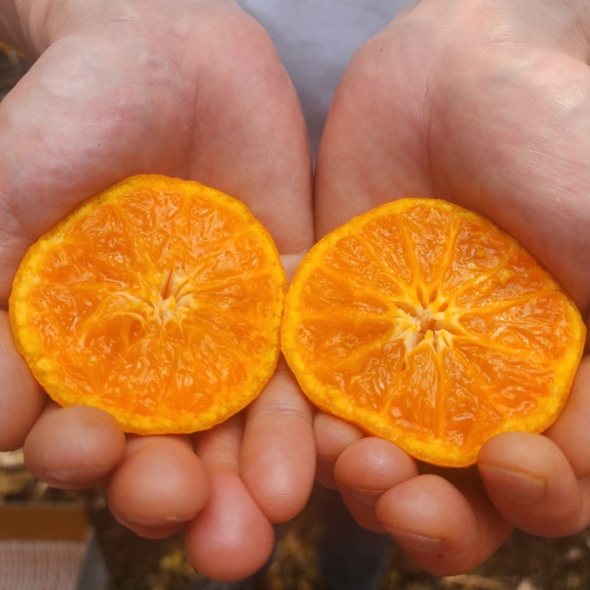 [형원농장] 짧은 기간에만 먹는 제주 카라향 (2-10kg 택일) / 카라향 정품 가정용 포장 2kg