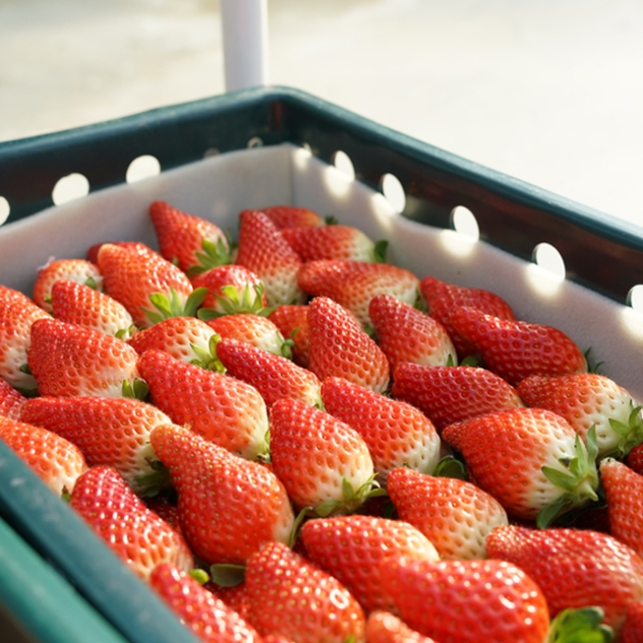 [산지직송] GAP_담양 설향딸기/홍희딸기 [350g/500g]