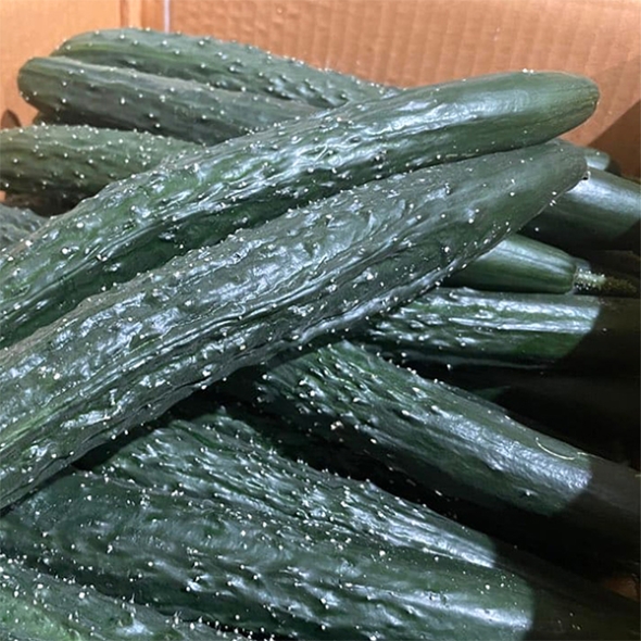 국내산 가시오이(푸)