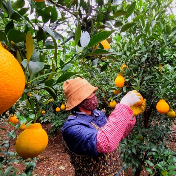 [오커마니] 제주 한라봉 봉봉 한라봉 2kg 3kg 5kg